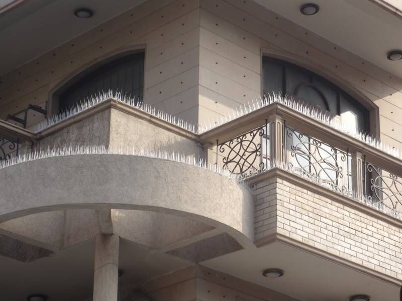 Bird Spikes